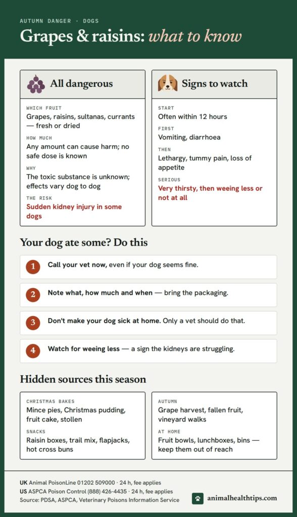 Grapes and raisins danger guide for dogs: which fruit is dangerous, signs within 12 hours, what to do if eaten, and hidden sources in autumn and at Christmas