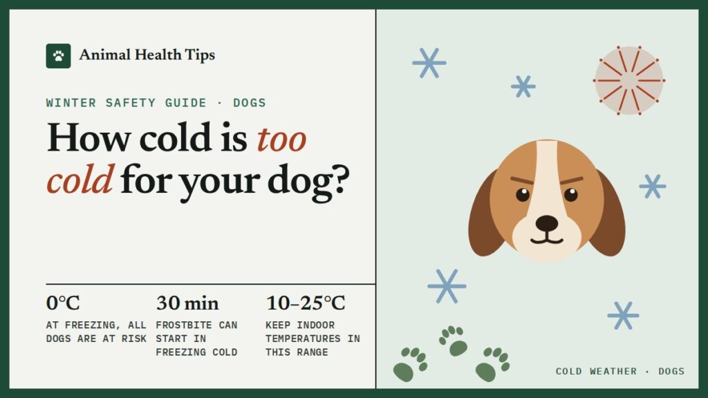 How Cold Is Too Cold for My Dog? Temperatures, Signs and What to Do
