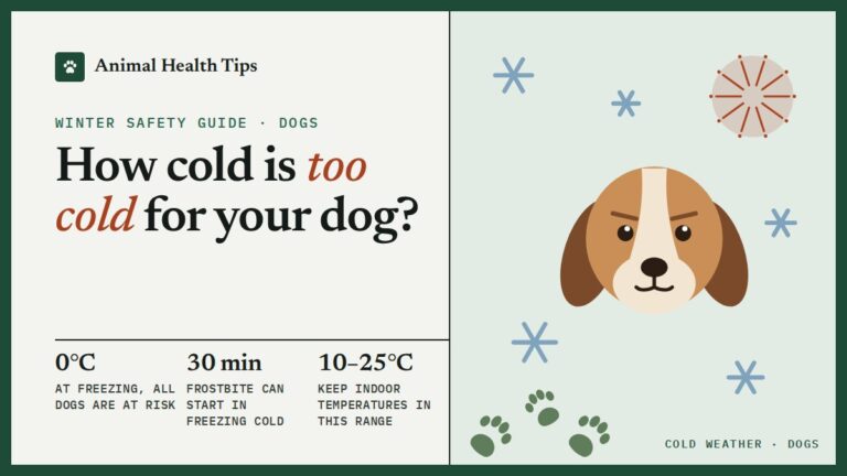 How Cold Is Too Cold for My Dog? Temperatures, Signs and What to Do
