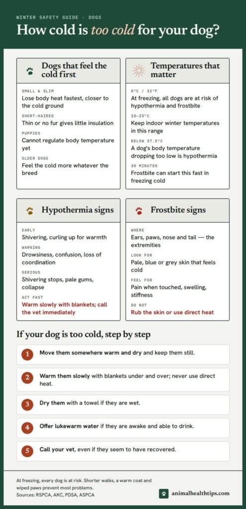 Cold weather guide for dogs: which dogs feel the cold first, key temperatures, hypothermia and frostbite signs, and first aid steps