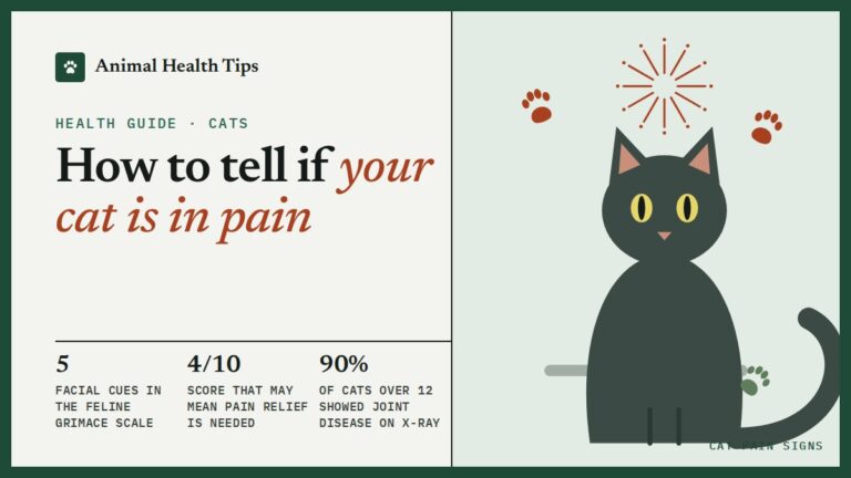 How to Tell if Your Cat Is in Pain: Signs, the Grimace Scale and When to Call the Vet