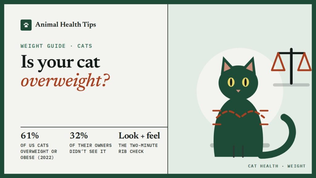 Is My Cat Overweight? How to Tell and What to Do