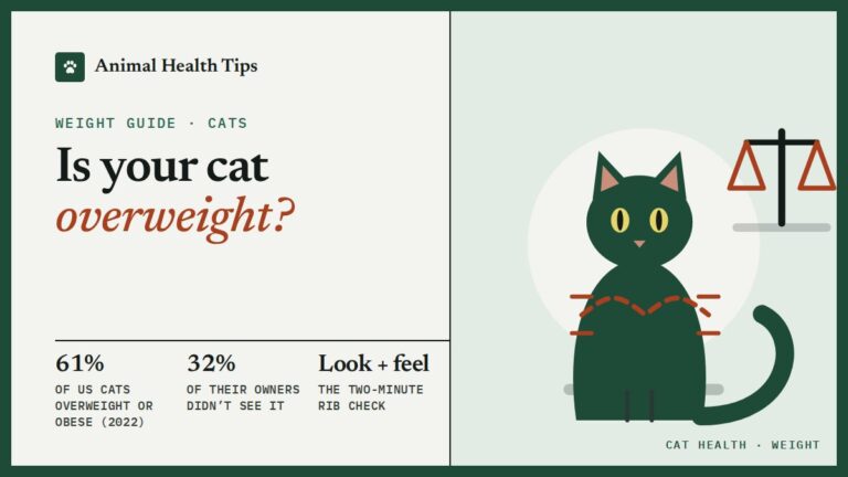 Is My Cat Overweight? How to Tell and What to Do