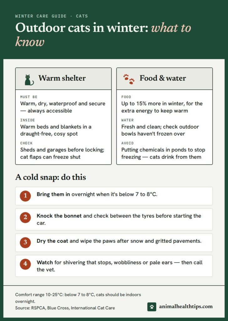 Outdoor cats in winter infographic: warm shelter checklist, food and water advice, and what to do in a cold snap
