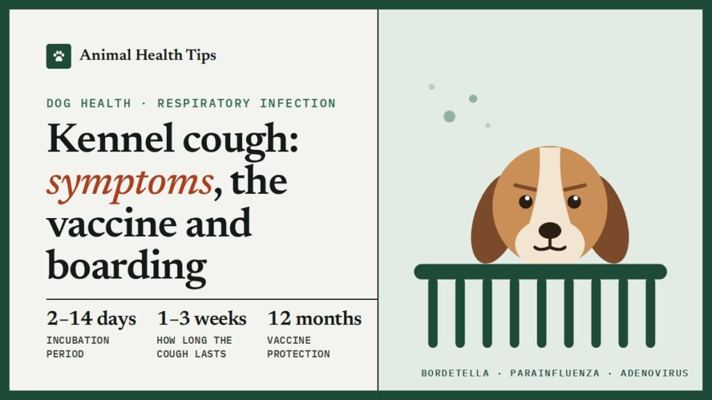 Kennel Cough in Dogs: Symptoms, How Long It Lasts and the Vaccine