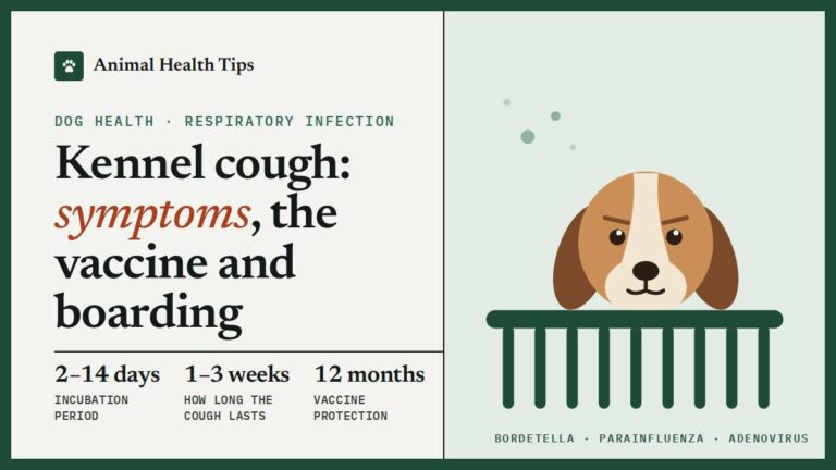 Kennel Cough in Dogs: Symptoms, How Long It Lasts and the Vaccine