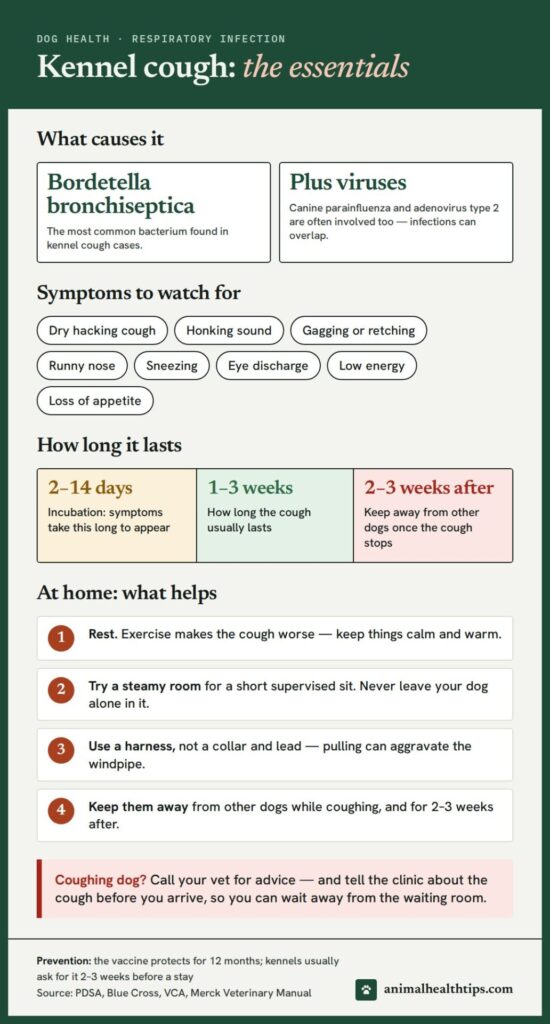 Kennel cough essentials: causes, symptoms to watch for, how long it lasts, home care steps and vaccine timing