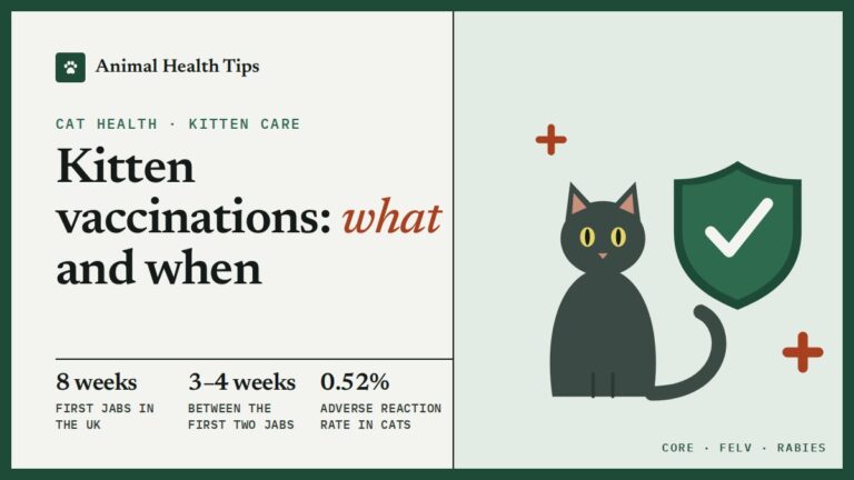Kitten Vaccinations: What Your Kitten Needs and When