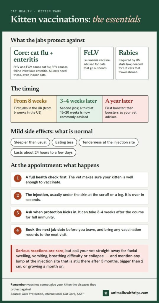 Kitten vaccinations essentials: what the jabs protect against, the timing, mild side effects, and what happens at the appointment