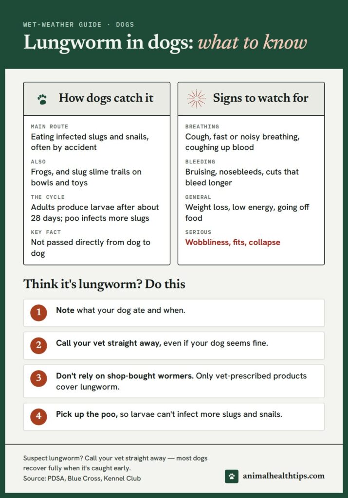 Lungworm in dogs infographic: how dogs catch it from slugs and snails, signs to watch for, and what to do