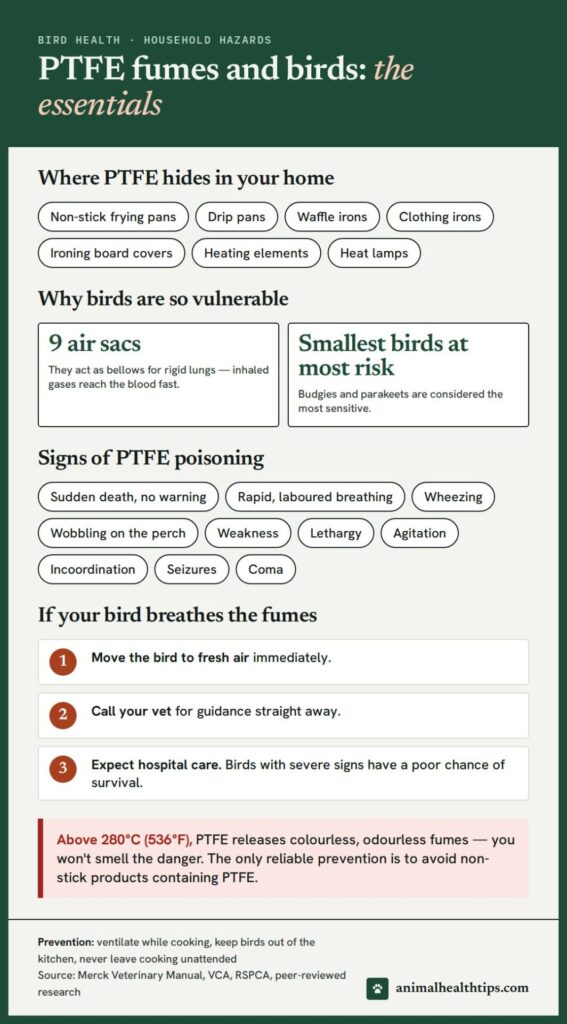 PTFE fumes and birds essentials: where PTFE hides, why birds are vulnerable, warning signs and what to do