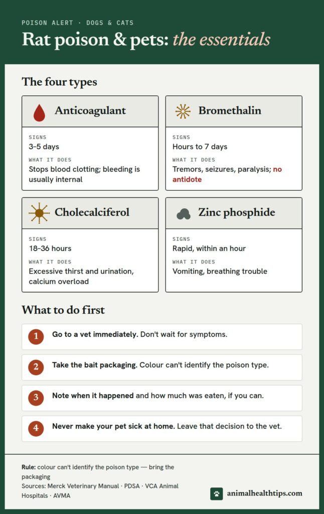 Rat poison and pets essentials: the four bait types, when signs start for each, and what to do first