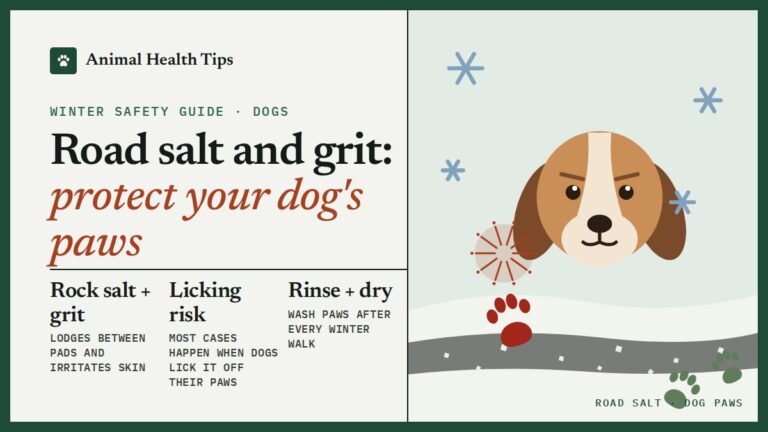 Road Salt and Grit on Dogs’ Paws: Signs, Risks and What to Do