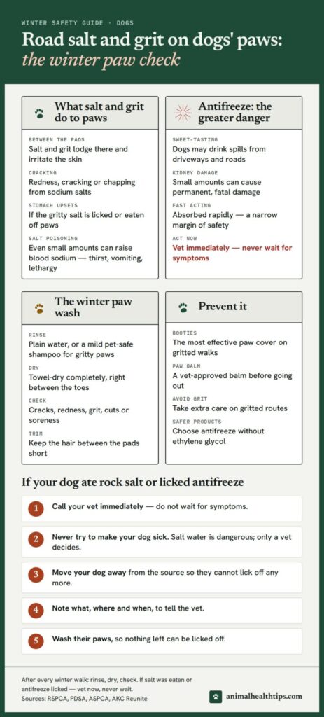 Winter paw check infographic: what road salt and antifreeze do to dogs, the 60-second paw wash, and prevention steps