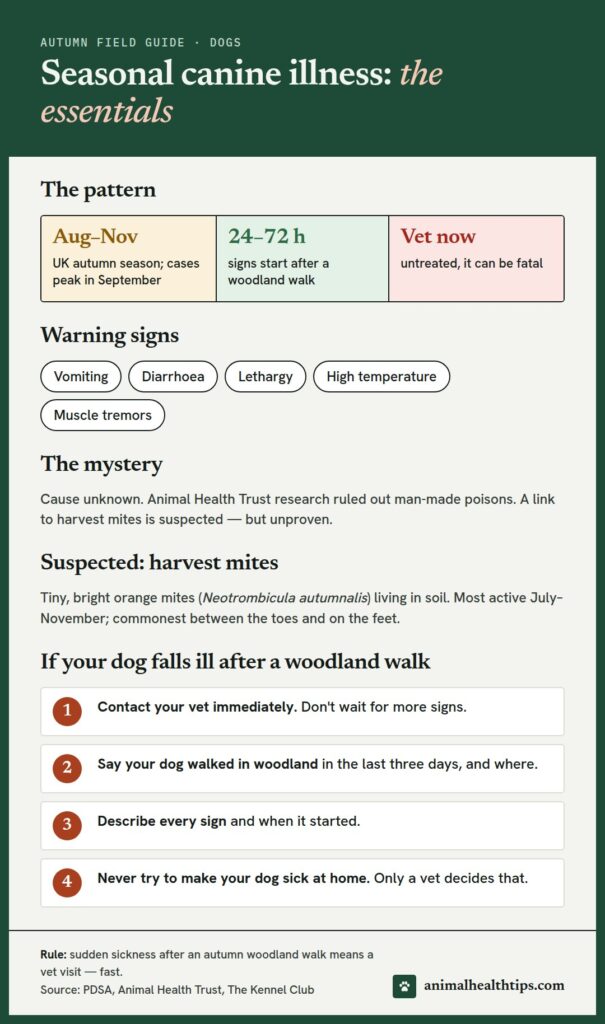 Seasonal canine illness essentials: the autumn season, the 24 to 72 hour warning window, the signs, the suspected harvest-mite link, and what to do