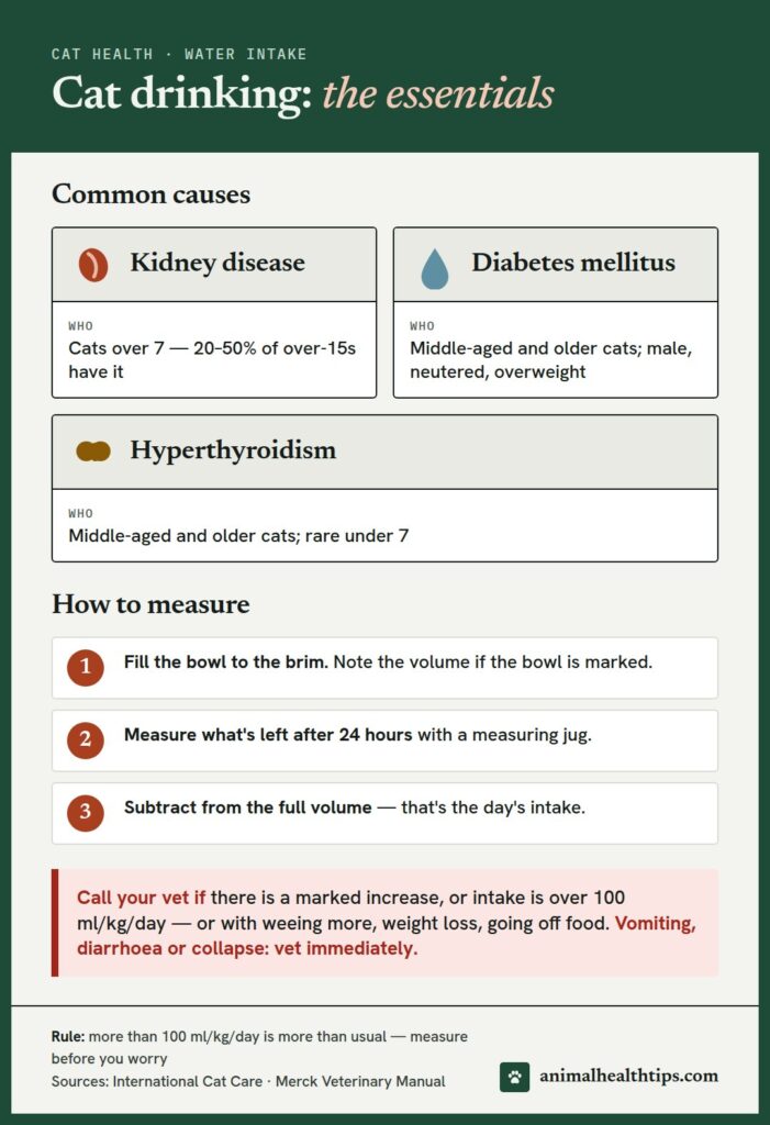 Cat drinking essentials: how to measure intake, the three leading medical causes, and when to call the vet