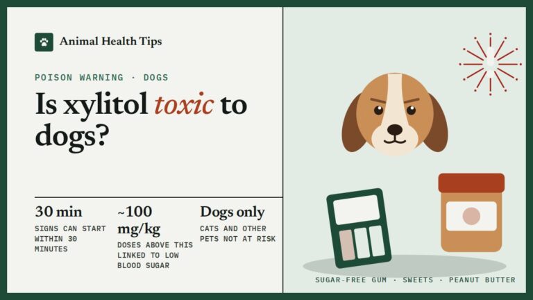 Is Xylitol Toxic to Dogs? Sugar-Free Gum, Sweets and What to Do