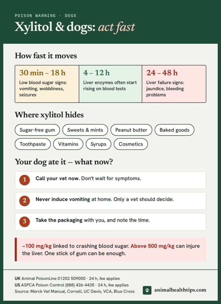 Xylitol poisoning in dogs: signs from 30 minutes to 18 hours, liver damage from 24 to 48 hours, where xylitol hides, and what to do